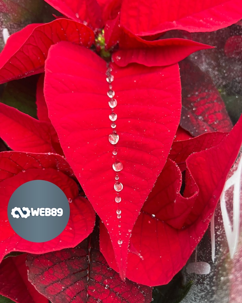 5651 Berzee Agence internet Gestion de contenu Créer votre site Refonte du site Projet web